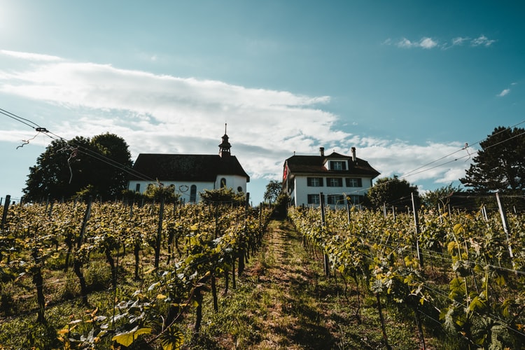 Winery buildings among hillside vineyard rows