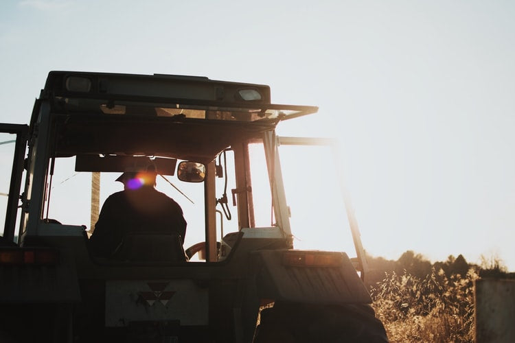 Tractor working through vineyard harvest at sunset